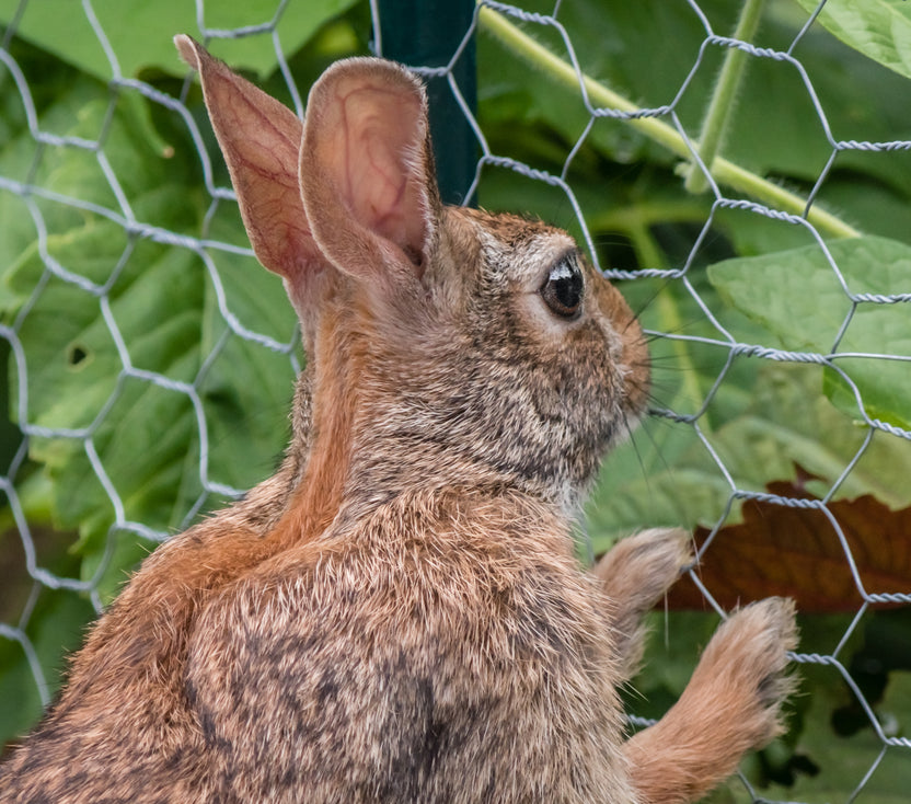 How to Keep Rabbits Out of the Garden Rabbit Fences Bonnie Plants