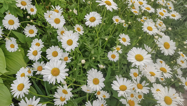 How to grow camomile, soil, planting, feeding, harvesting, and more.