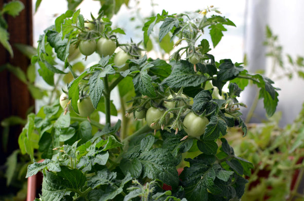 Tomato plants grown indoors.