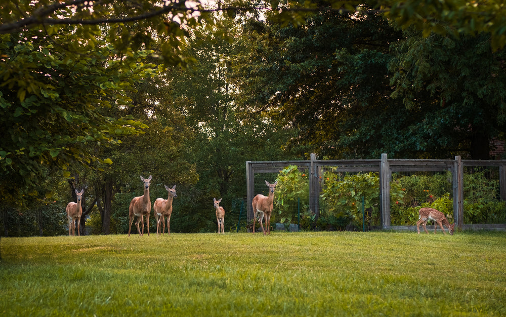 illustration of fence for keeping deer out of the garden