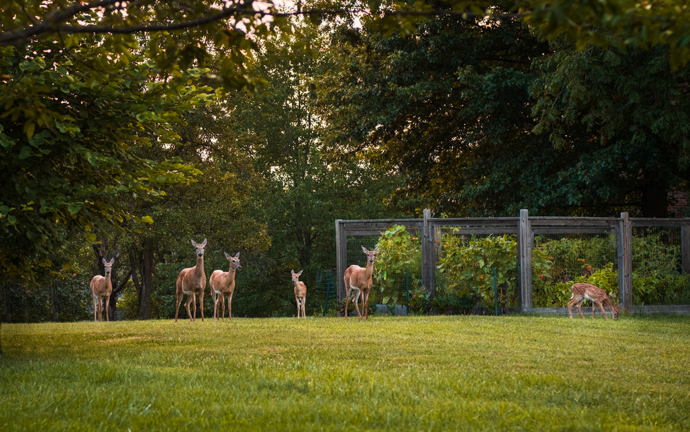 will cigarette smoke scare off deer VIDEO: Smoking While Hunting Doesn't Deer: True or False? Smoke Yourself For Deer Cover