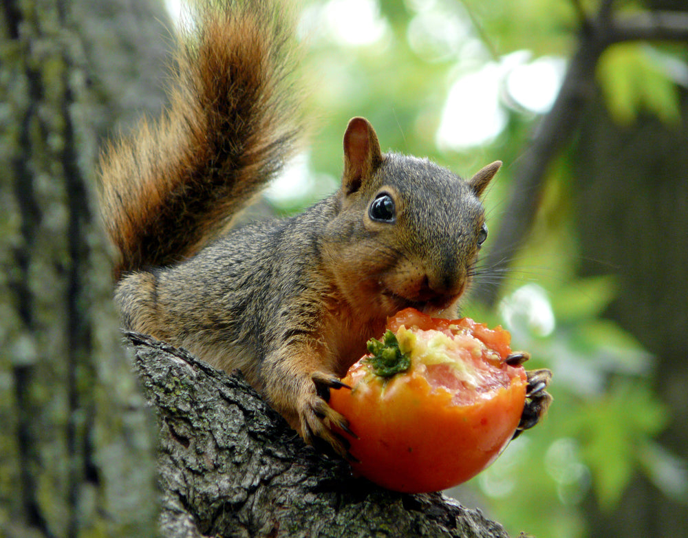 What To Plant To Keep Squirrels From Eating Your Garden: Proven Solutions