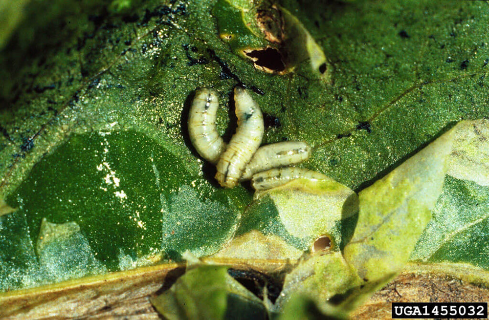 Close-up of spinach leafminer larvae on spinach leaf