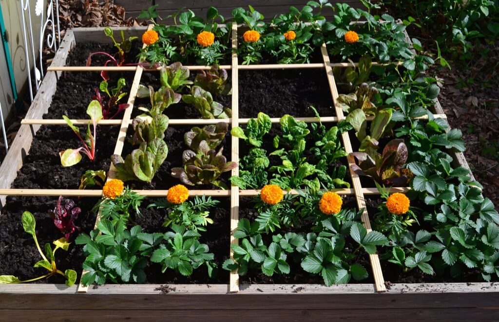 Image of Bush beans and tomatoes planted in a square foot garden