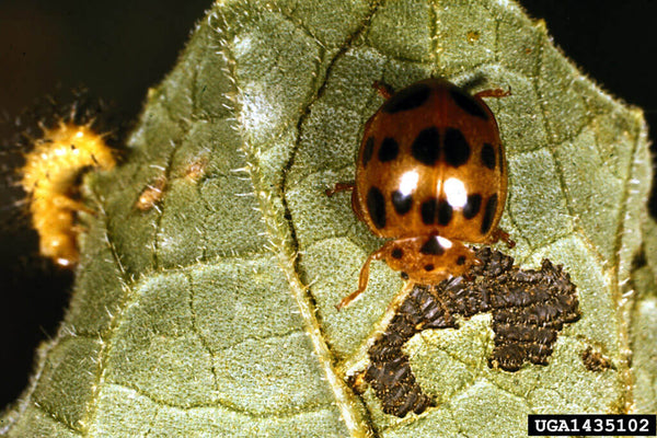 Adult squash beetle and larva on underside of leaf