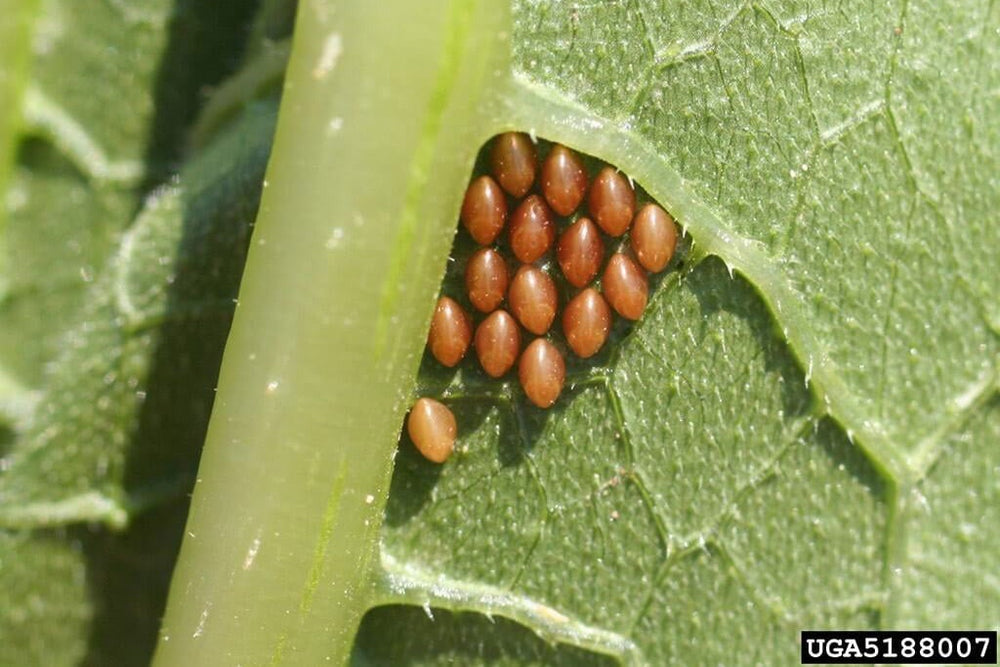 Squash bug eggs on underside of leaf