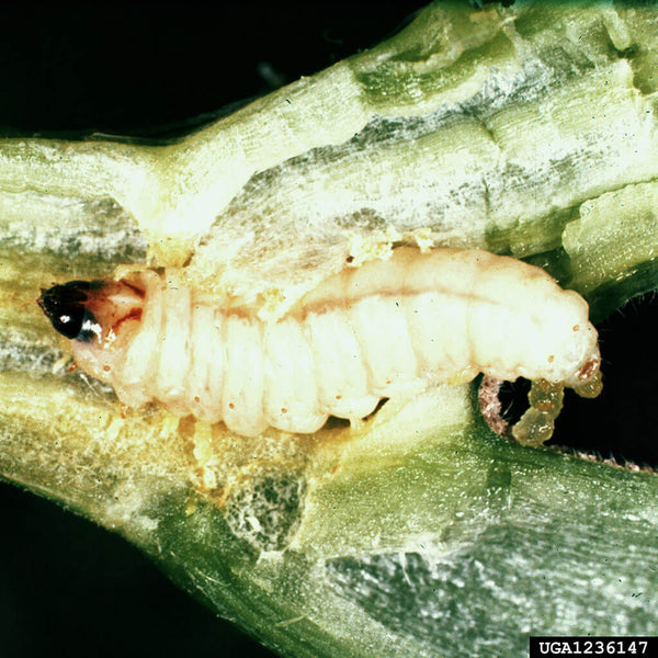 Close-up of squash vine borer larva on cucurbit