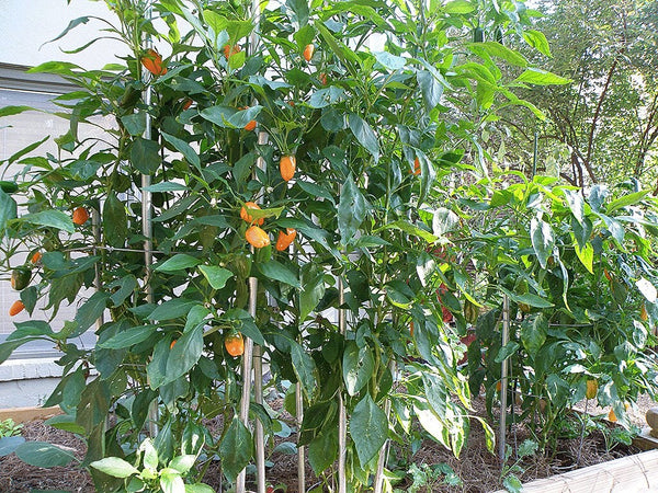 Stake Pepper Plants: numerous stakes supporting plants