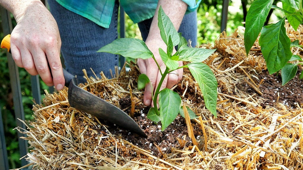 hands planting bell pepper in straw bale