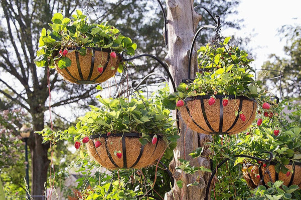 Strawberry Basket Tree: closeup