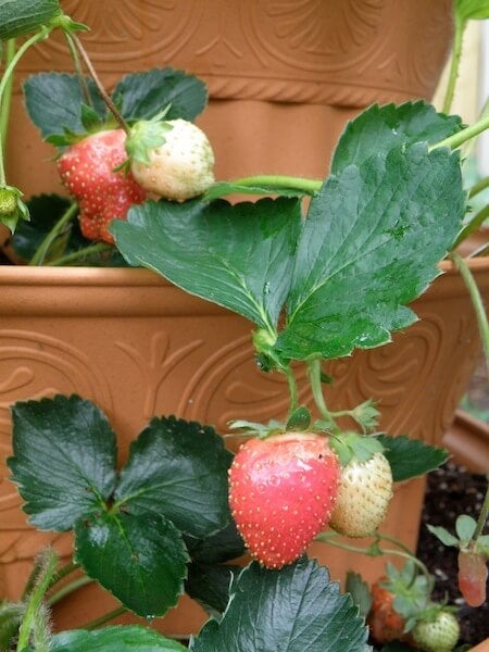 Plant strawberry plants in a fun and creative strawberry fountain planter project.