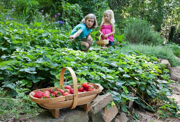 Kids love strawberries. Use strawberries to show kids how sweet natural foods can be.