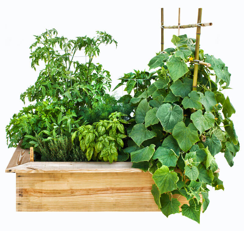 Easy 4 x 4 Summer Garden – Bonnie Plants