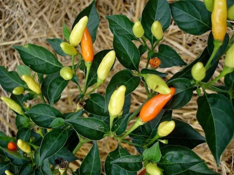 Tabasco peppers are rated hot.