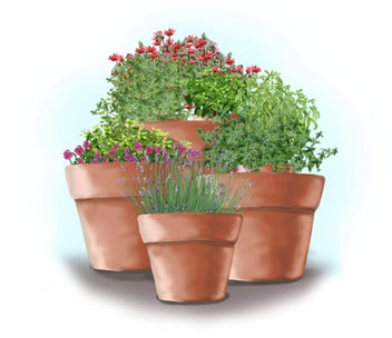 Planting a 4 x 4-Foot Salsa Garden | Bonnie Plants