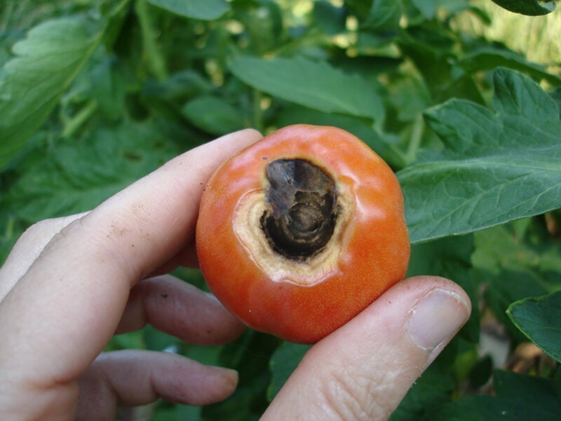 Dark spots on the bottom of tomatoes are caused by blossom-end rot.