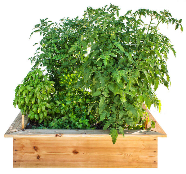 Grow ingredients for pesto with tomatoes in a garden.