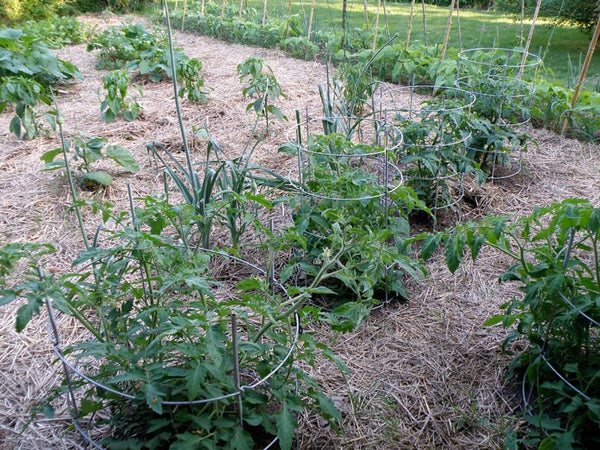Rotate tomatoes, beans, and squash from year to year to avoid problems in the garden.