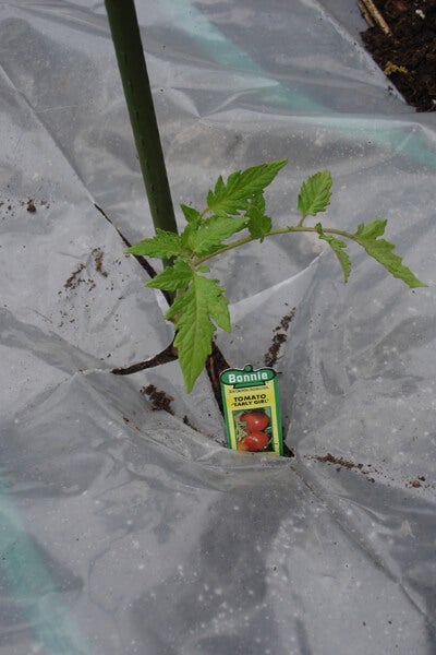 Use plastic to warm the ground when planting.