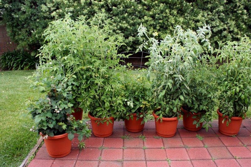 Tomatoes, peppers, and other vegetables will grow well in containers on a porch.