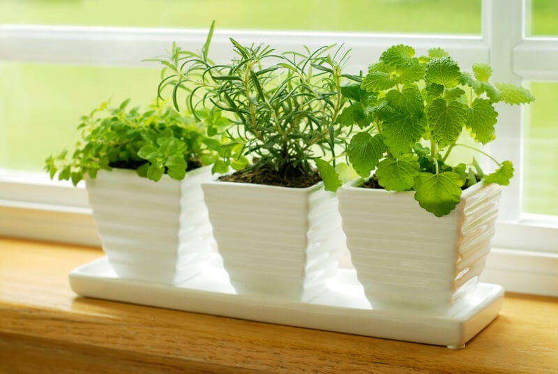 Rosemary, mint and other herbs grow in white ceramic planters.