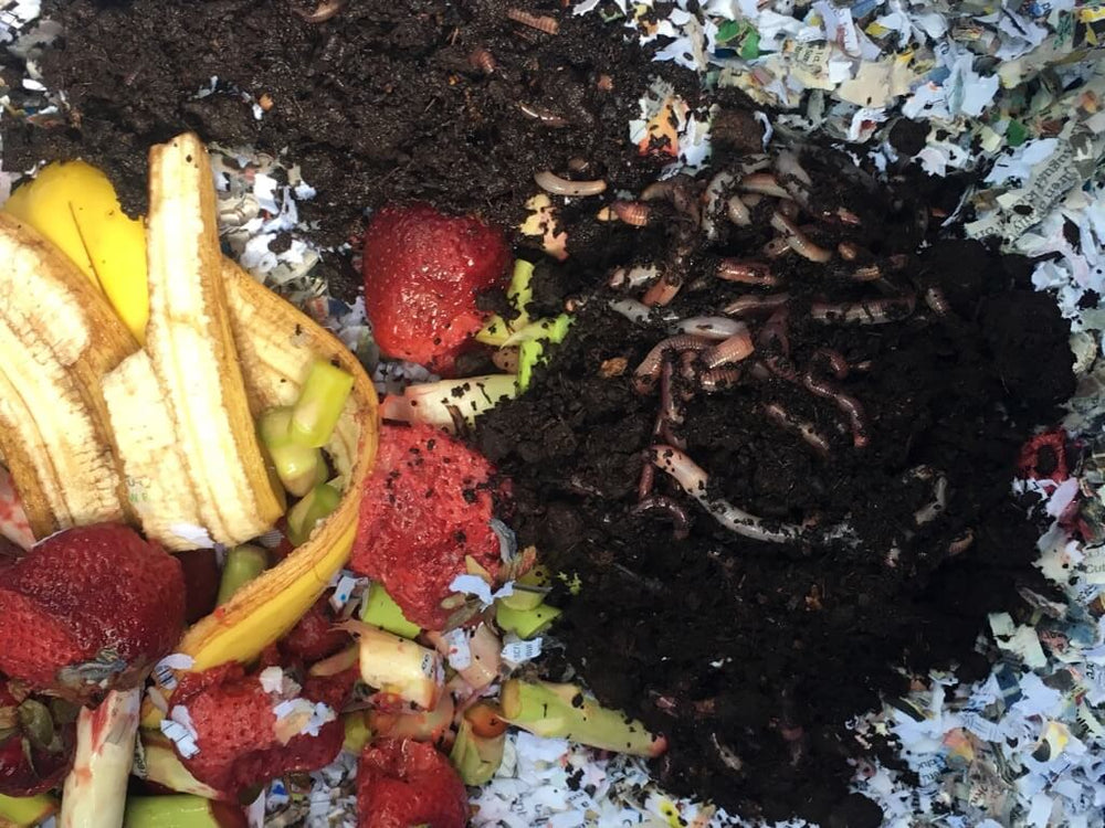 Worm Composting 101