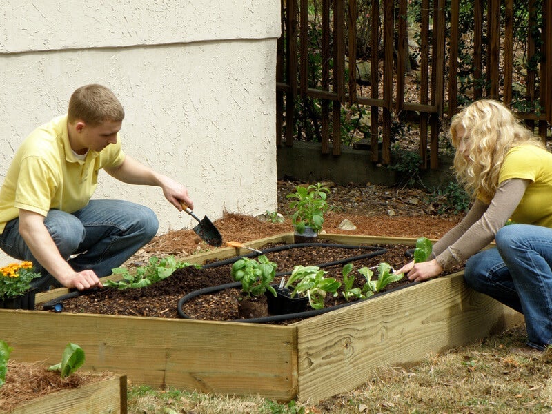 Image of Pepper plants spaced 24 inches apart in a 4x8 raised bed