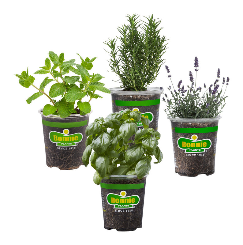 Collections Bonnie Plants