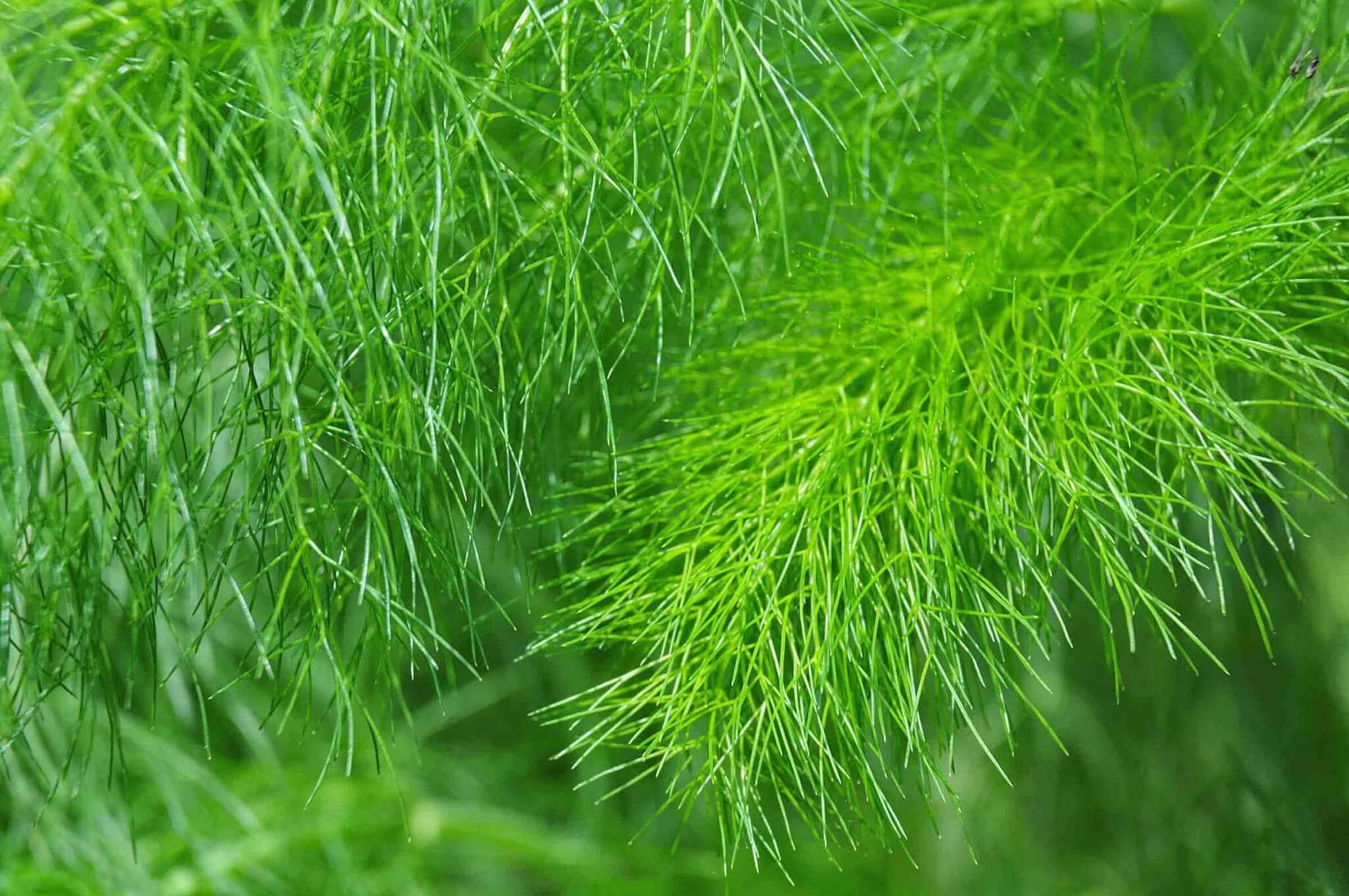 Fennel – Bonnie Plants