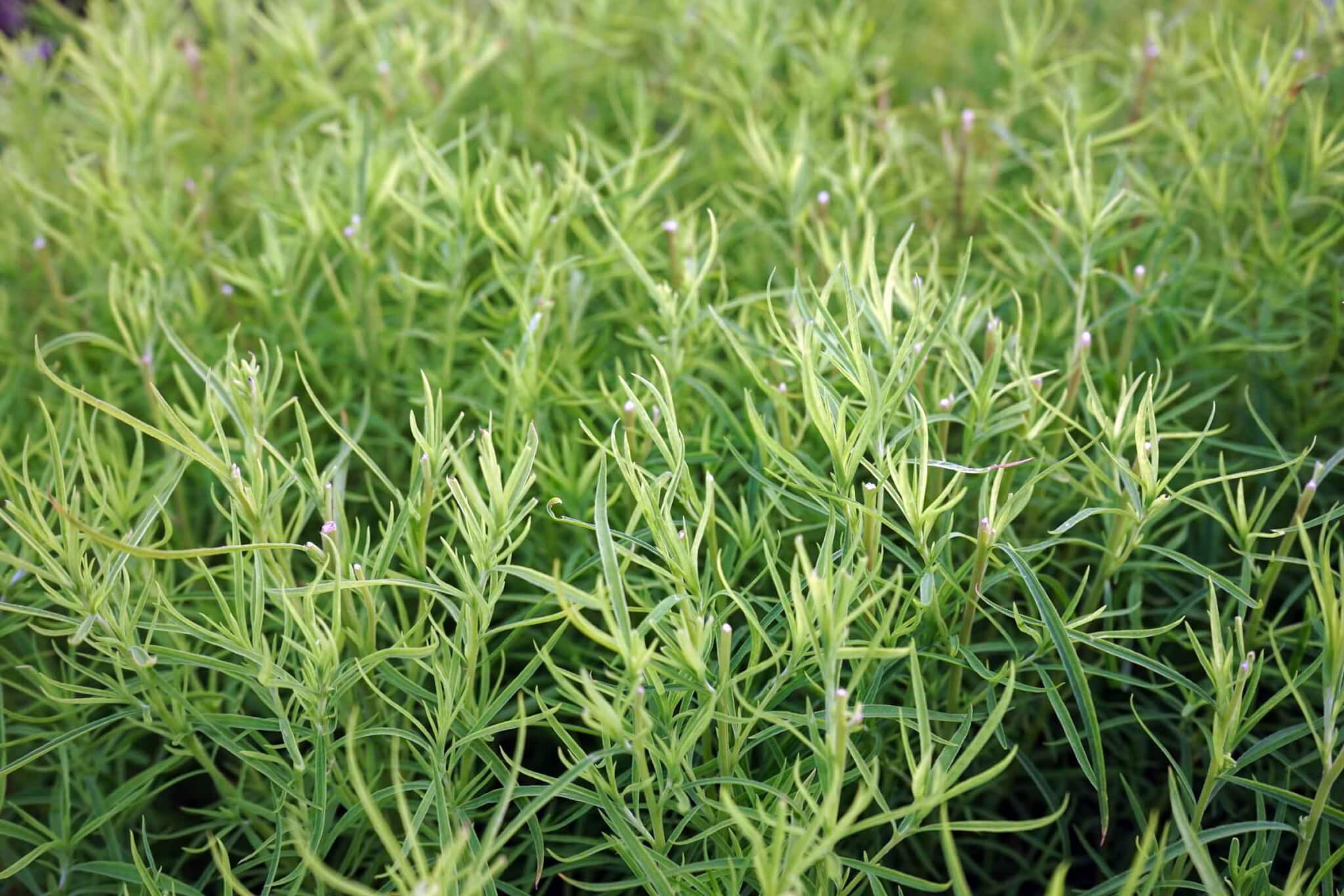 where to buy tarragon plants near me