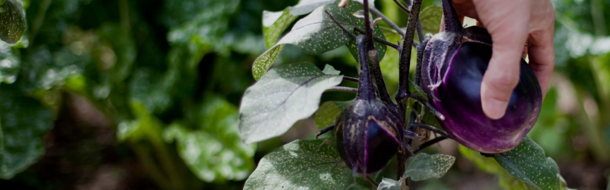 Roasted Eggplant with Herbed Labneh – Bonnie Plants