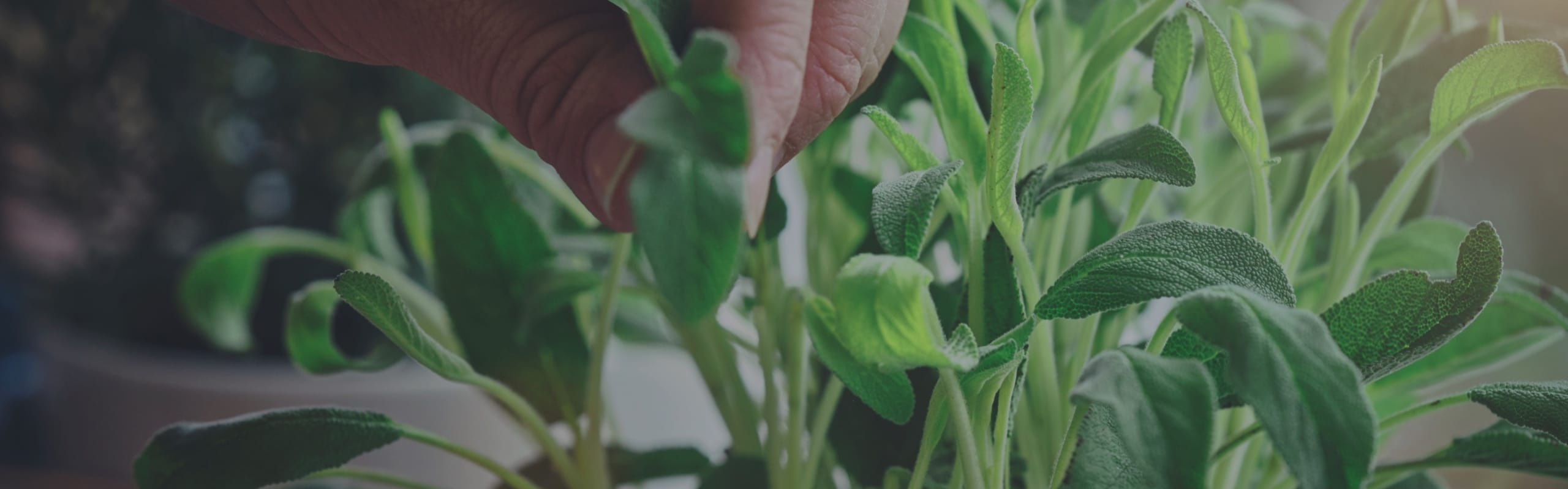Sage  Bonnie Plants