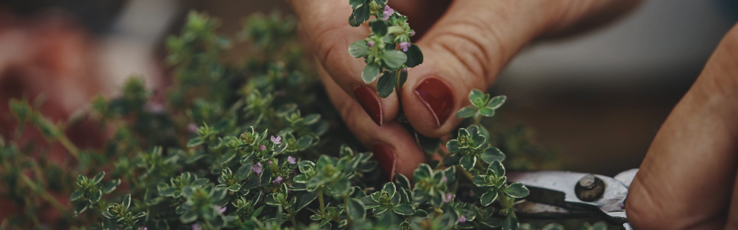 Planting Thyme  How to Grow Thyme Plants – Bonnie Plants