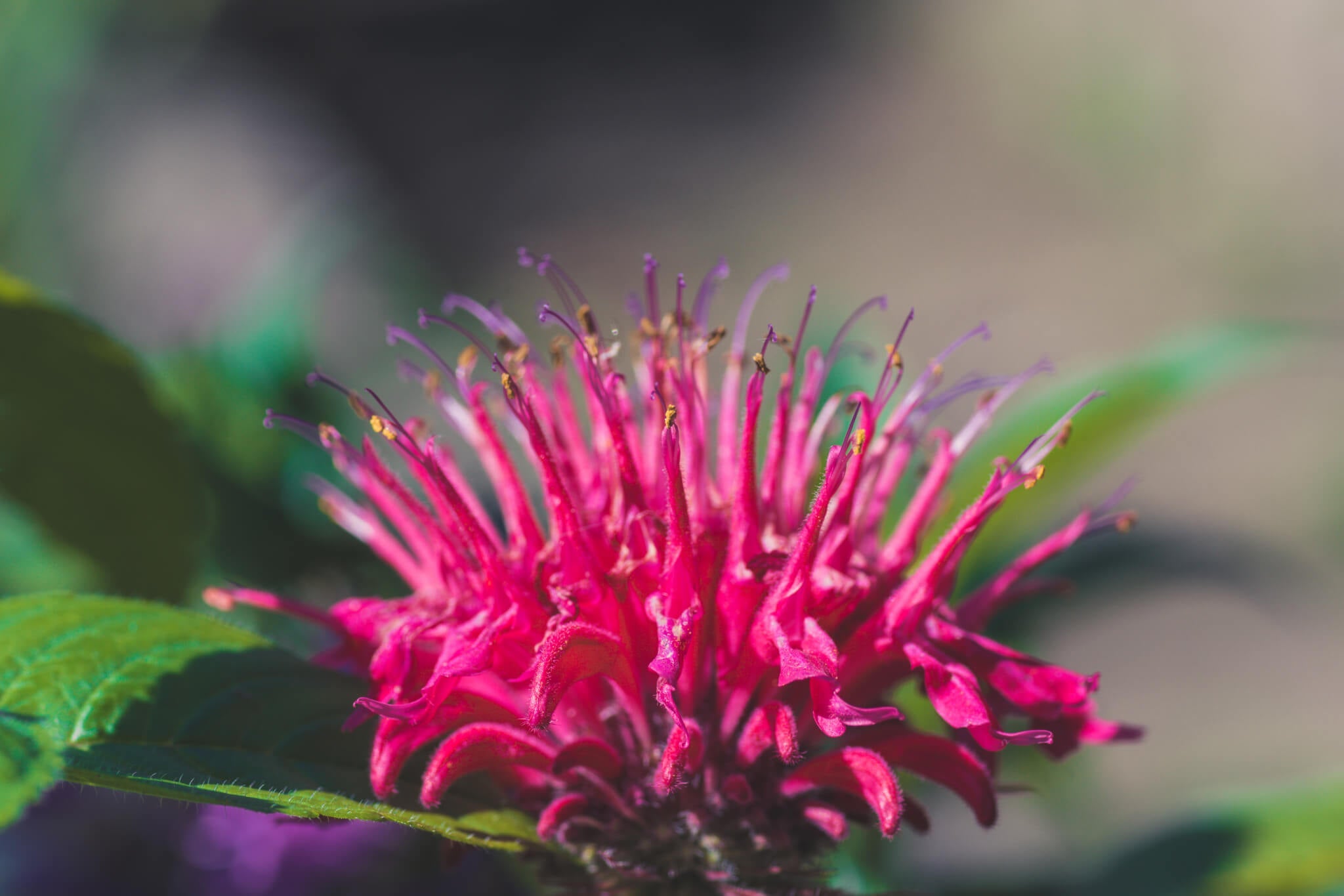 bee balm plants for sale