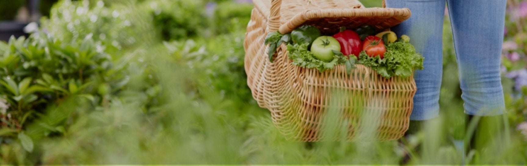 New Arrivals Bonnie Plants