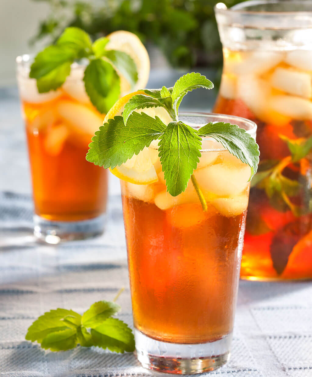 Stevia – Bonnie Plants