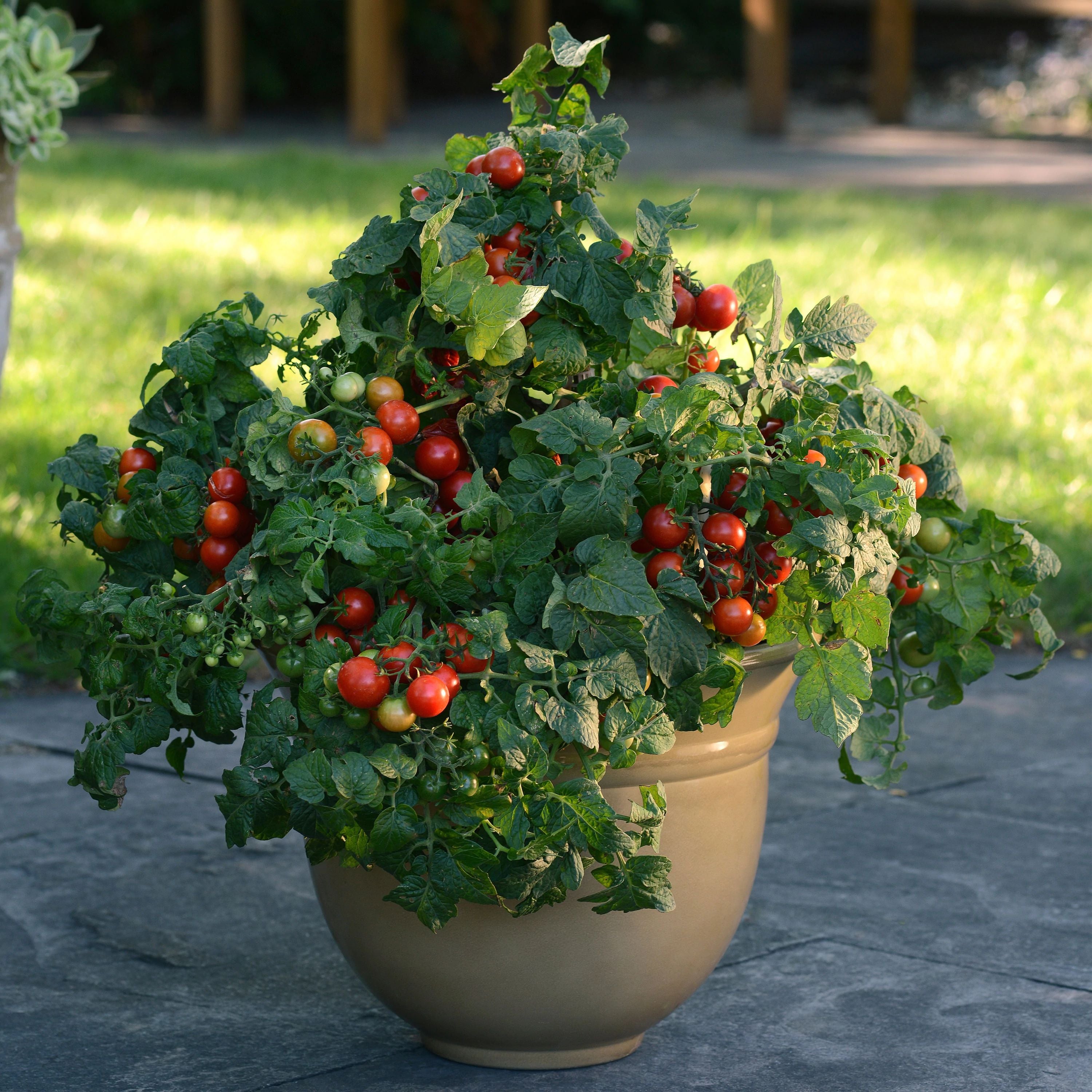 pot size cherry tomato plant Little Bing Cherry Tomato – Bonnie Plants