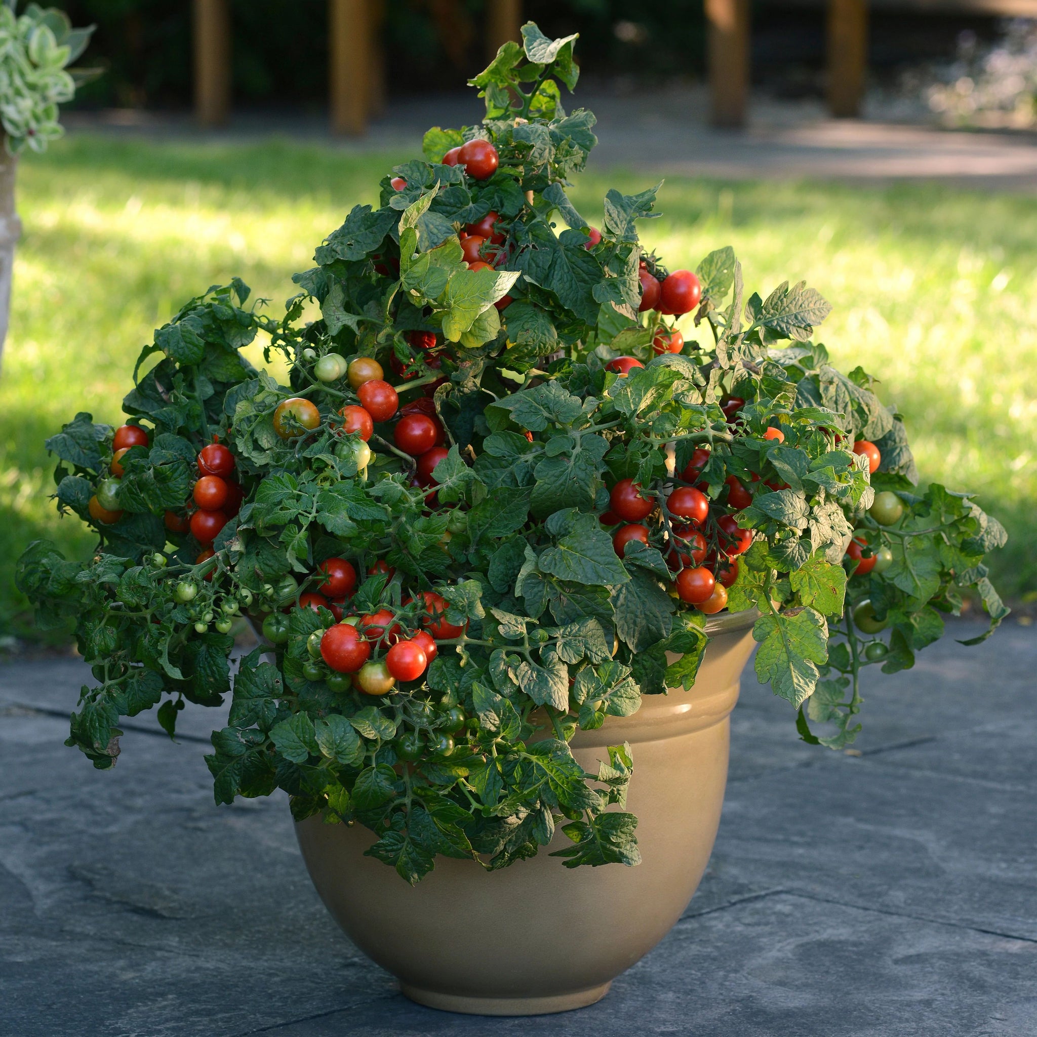 cherry tomato plant size Little Bing Cherry Tomato