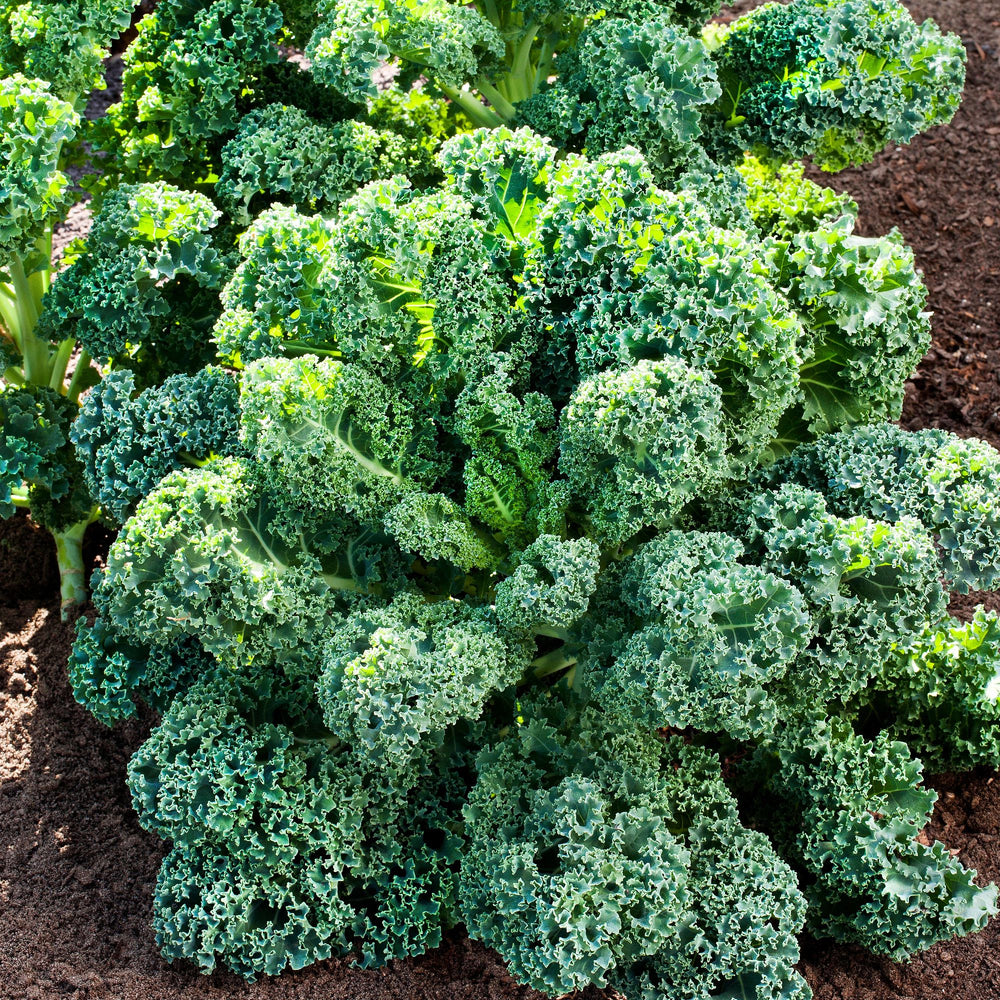 potted kale plants for sale Curly Kale