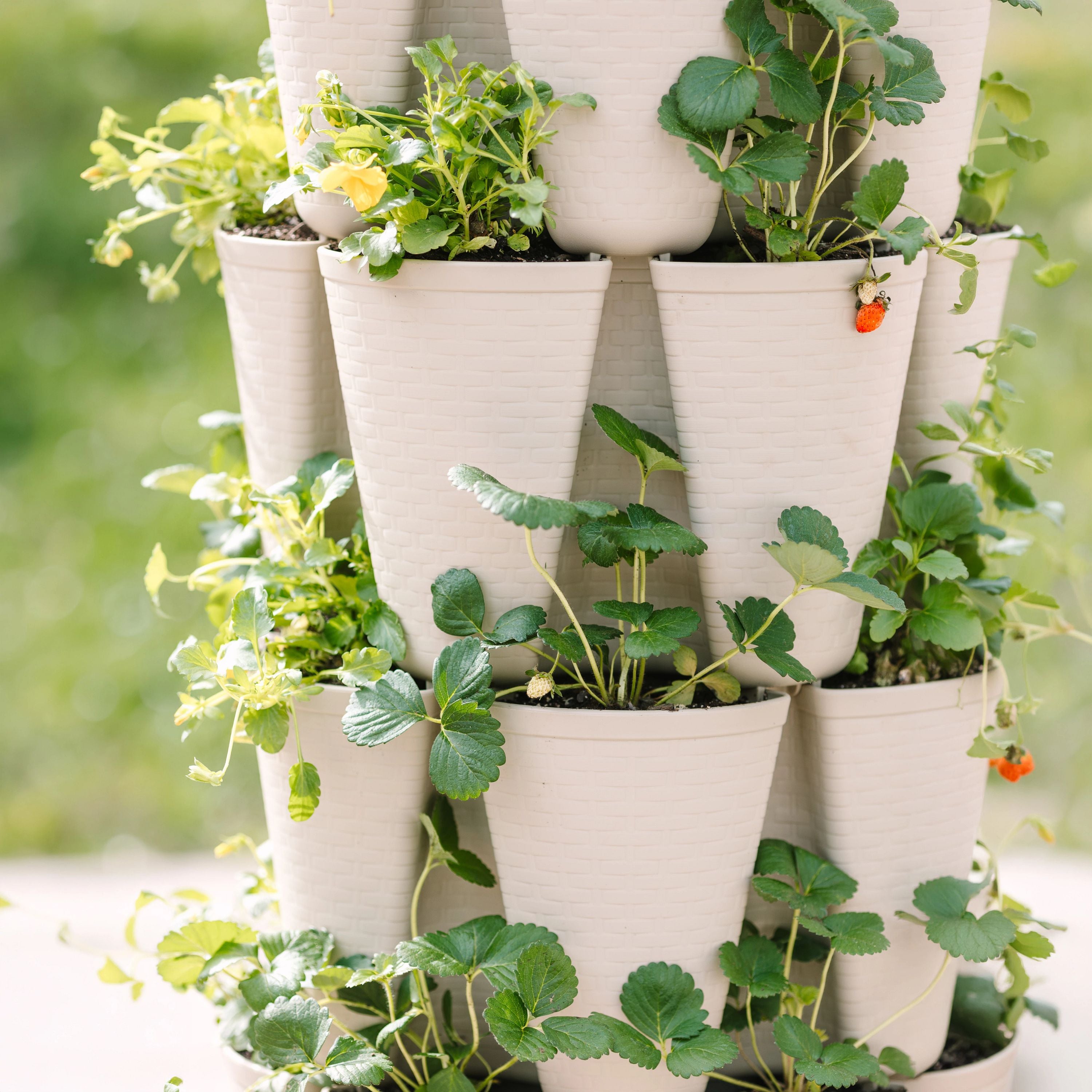Bonnie's Bundle - Stunning Stone Basket Weave – Bonnie Plants