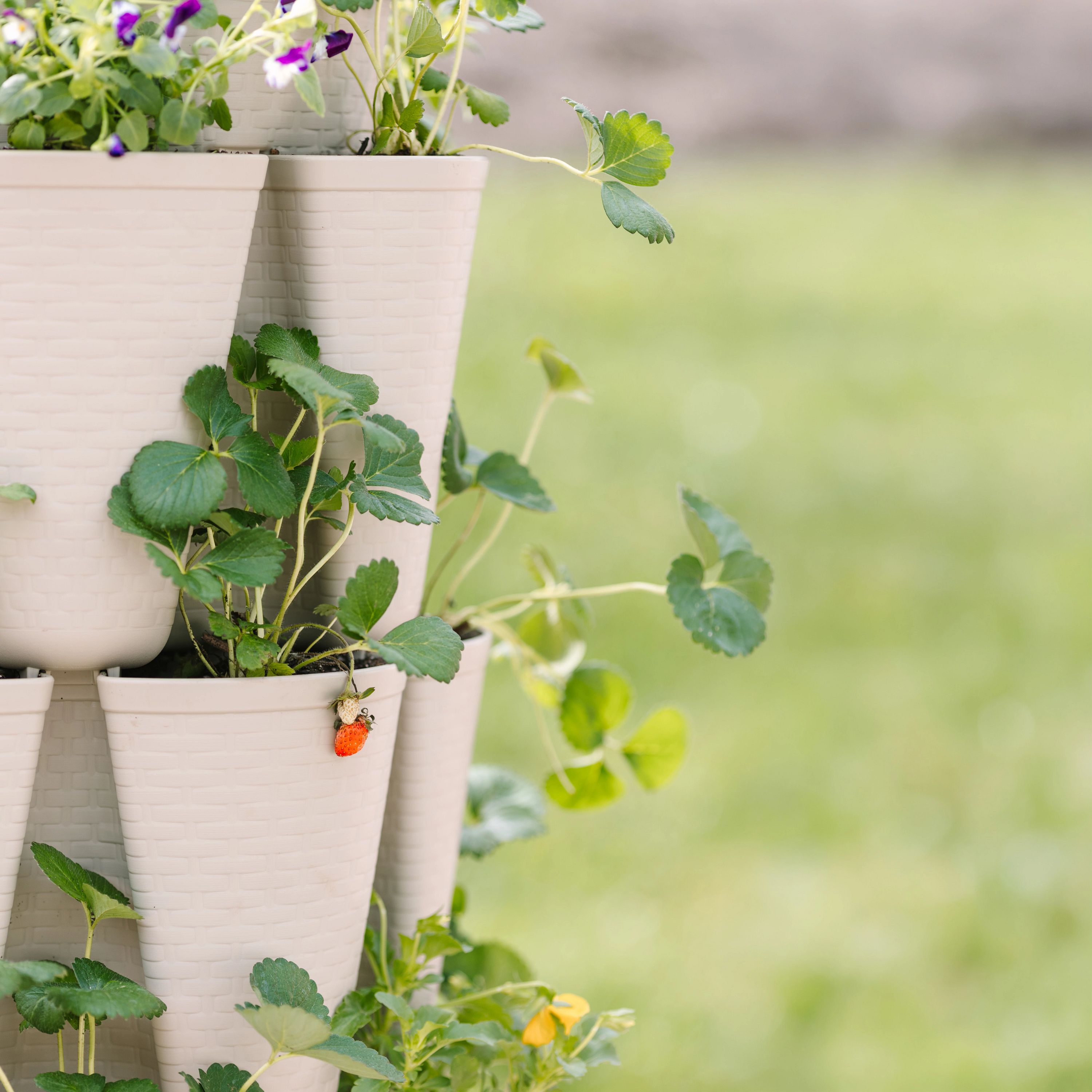 Stunning Stone Basket Weave All‑In‑One Planter Kit – Bonnie Plants