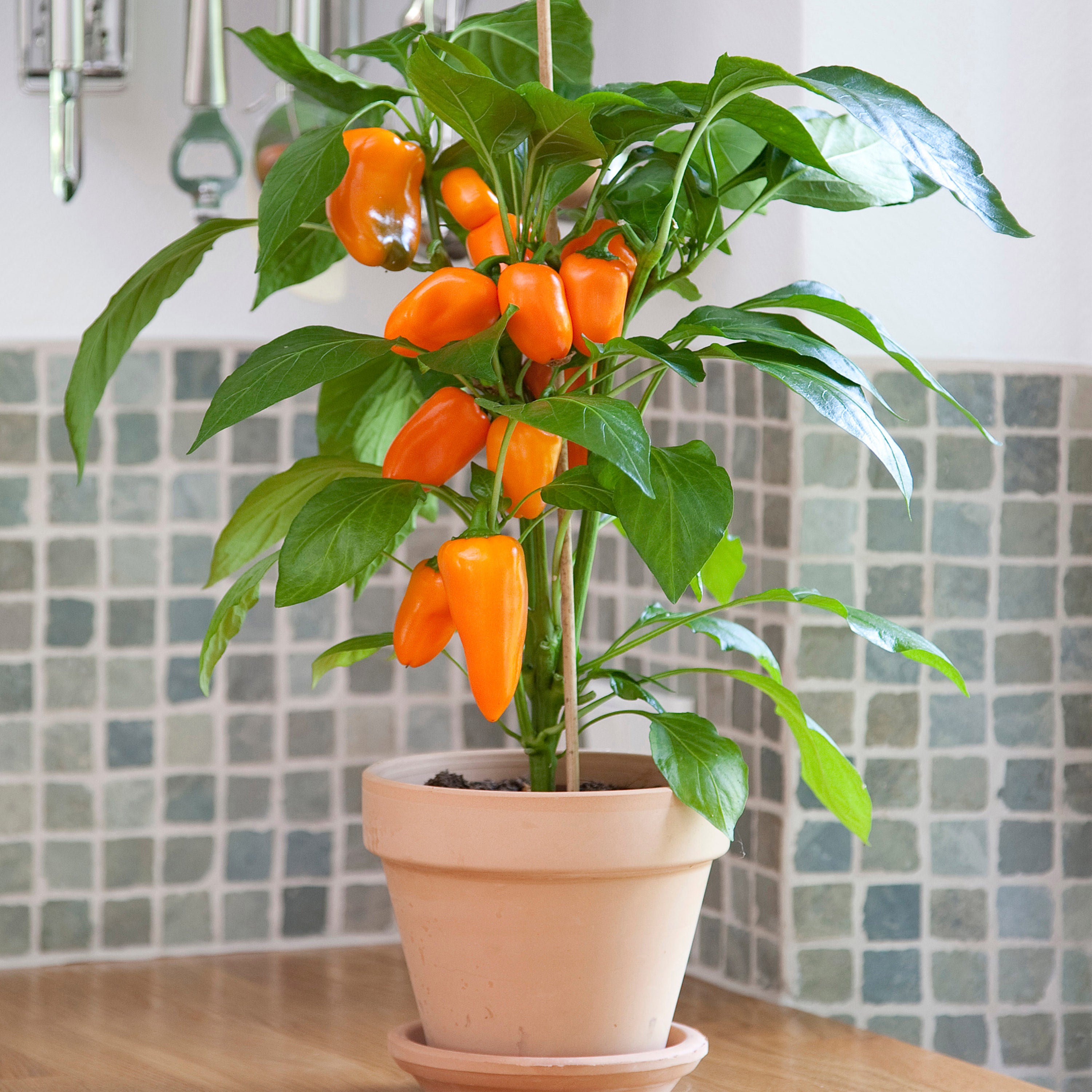 Fresh Bites Orange Pepper (2 Pack) – Bonnie Plants