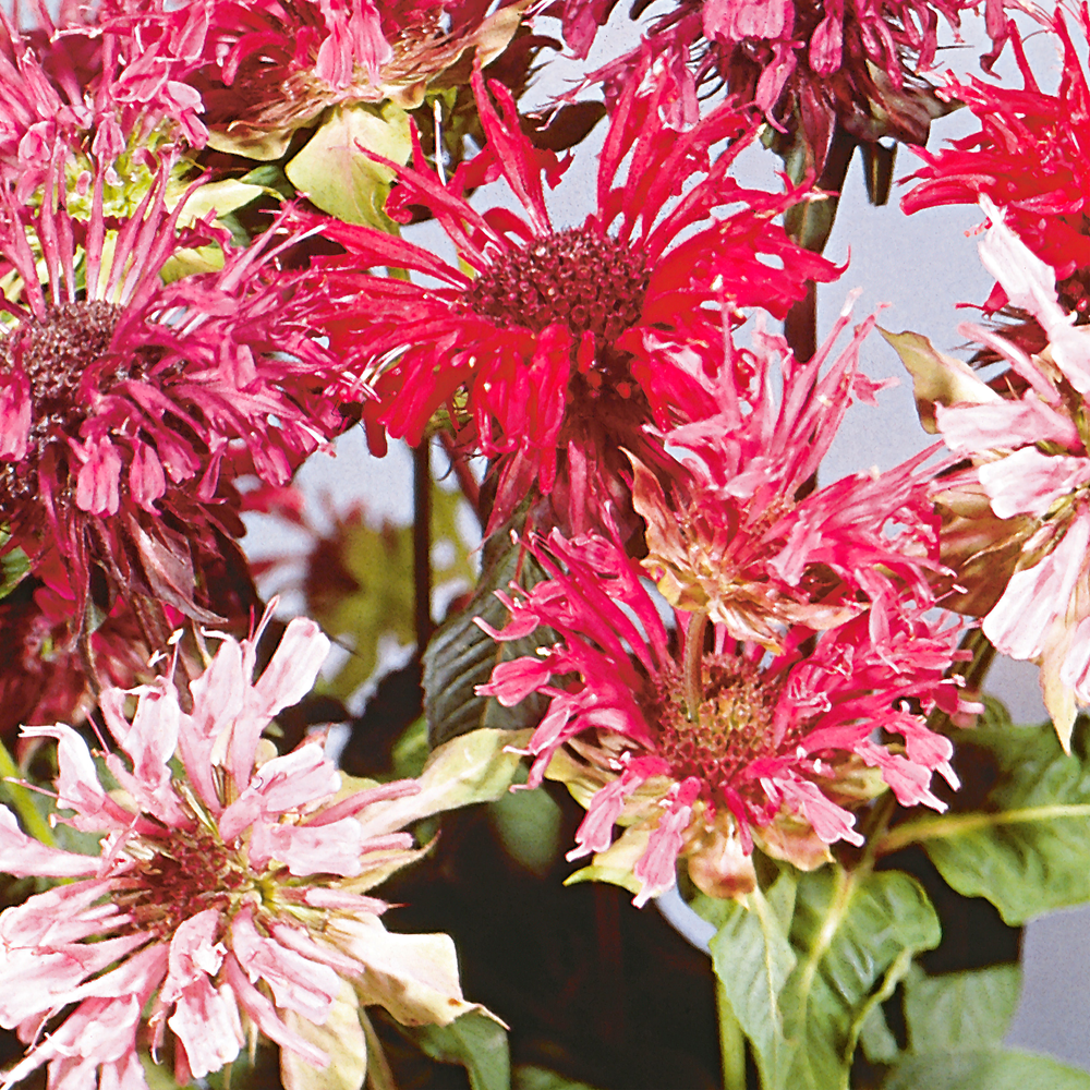 Bee Balm (2 Pack)