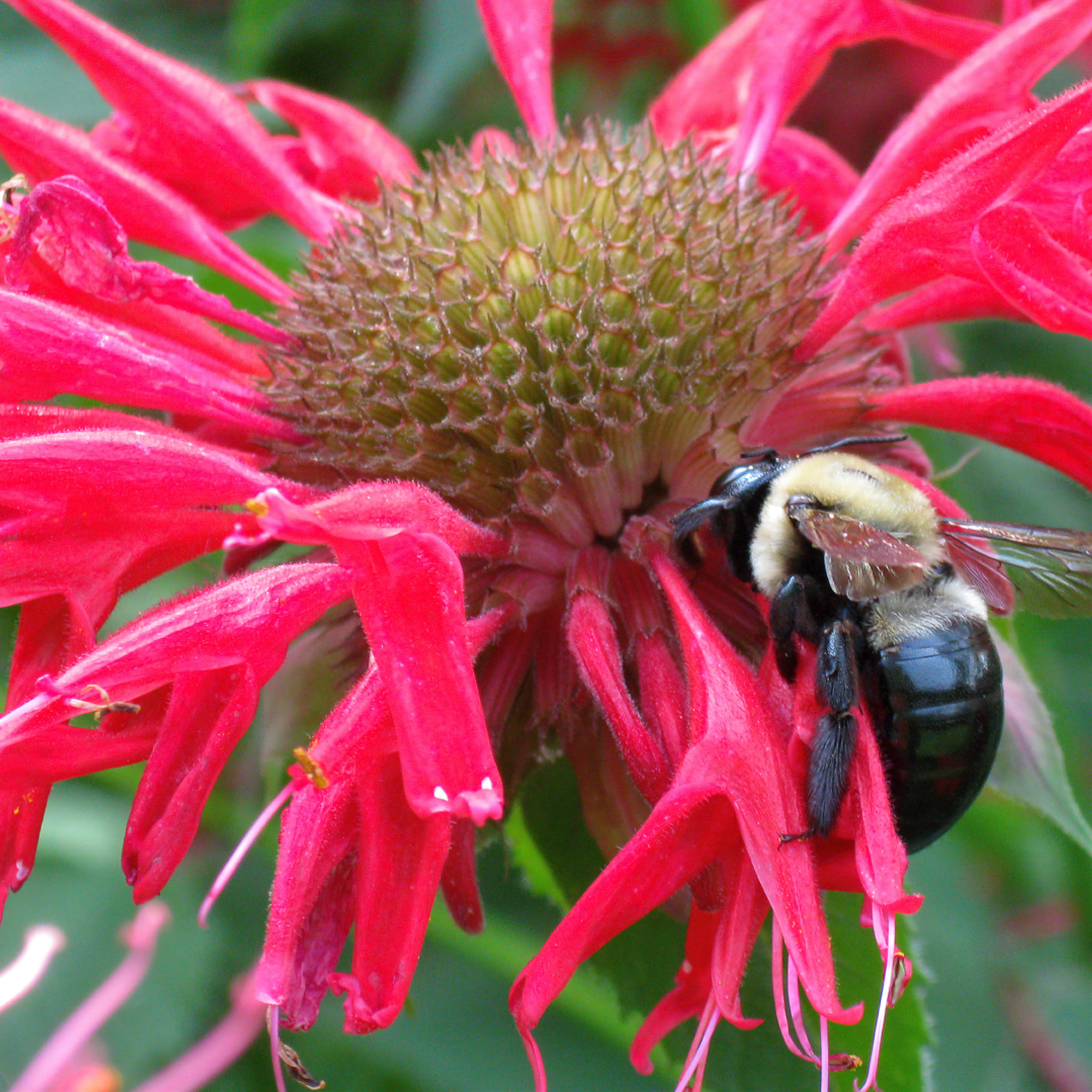 bee palm plant Bee Balm (2 Pack) – Bonnie Plants