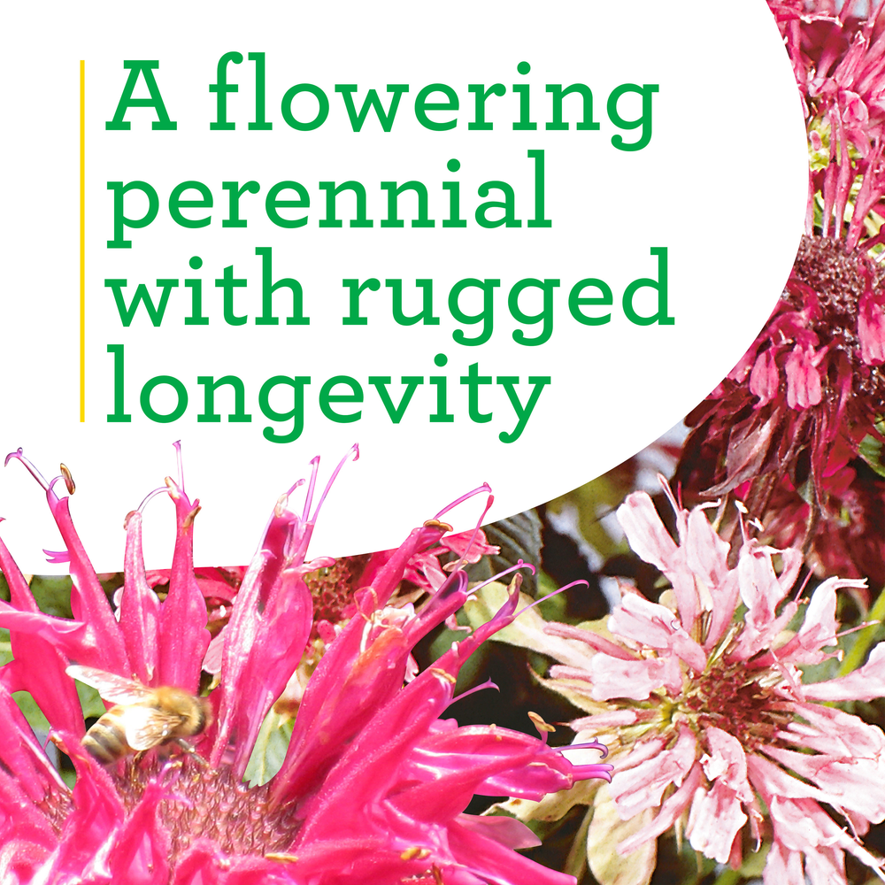 Bee Balm (2 Pack)