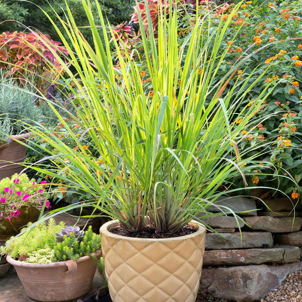 lemongrass as indoor plant Lemongrass| Bonnie Plants