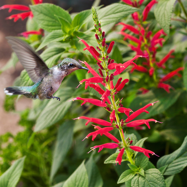Harvest pineapple sage (pineapple sage leaves, sage leaves, pineapple sage, fresh pineapple) Harvest pineapple sage