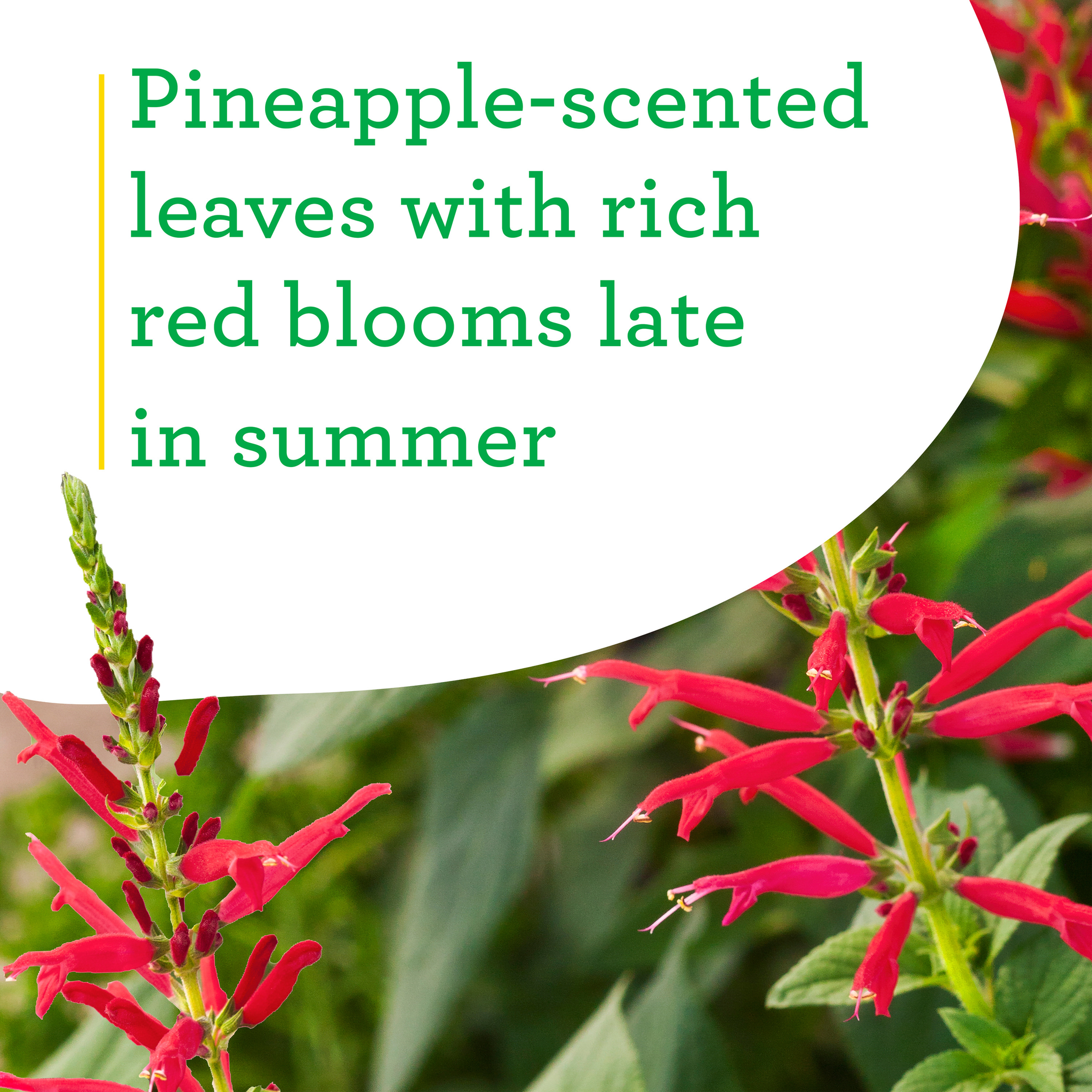 Pineapple Sage (2 Pack)