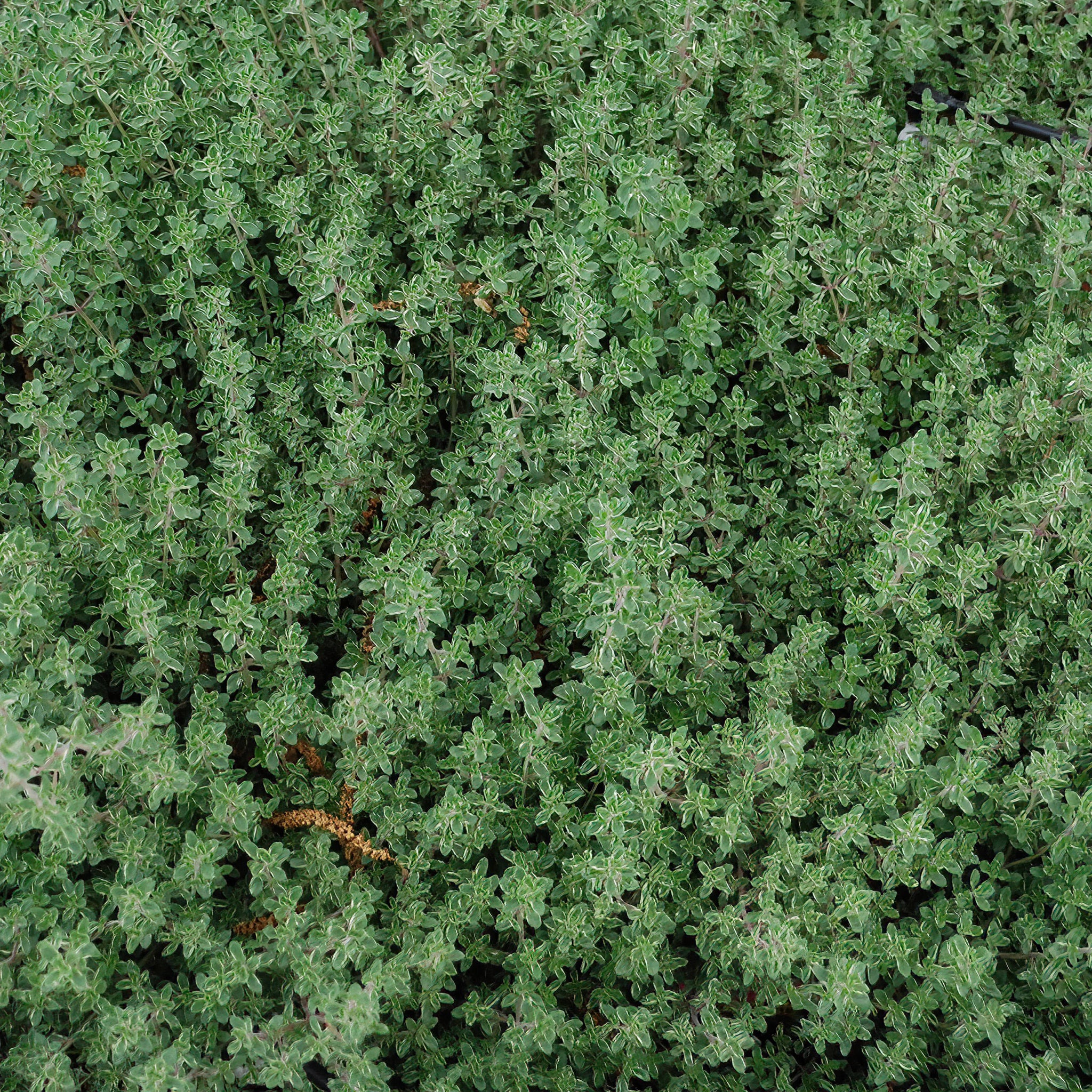Thyme Plugs (3 Pack)