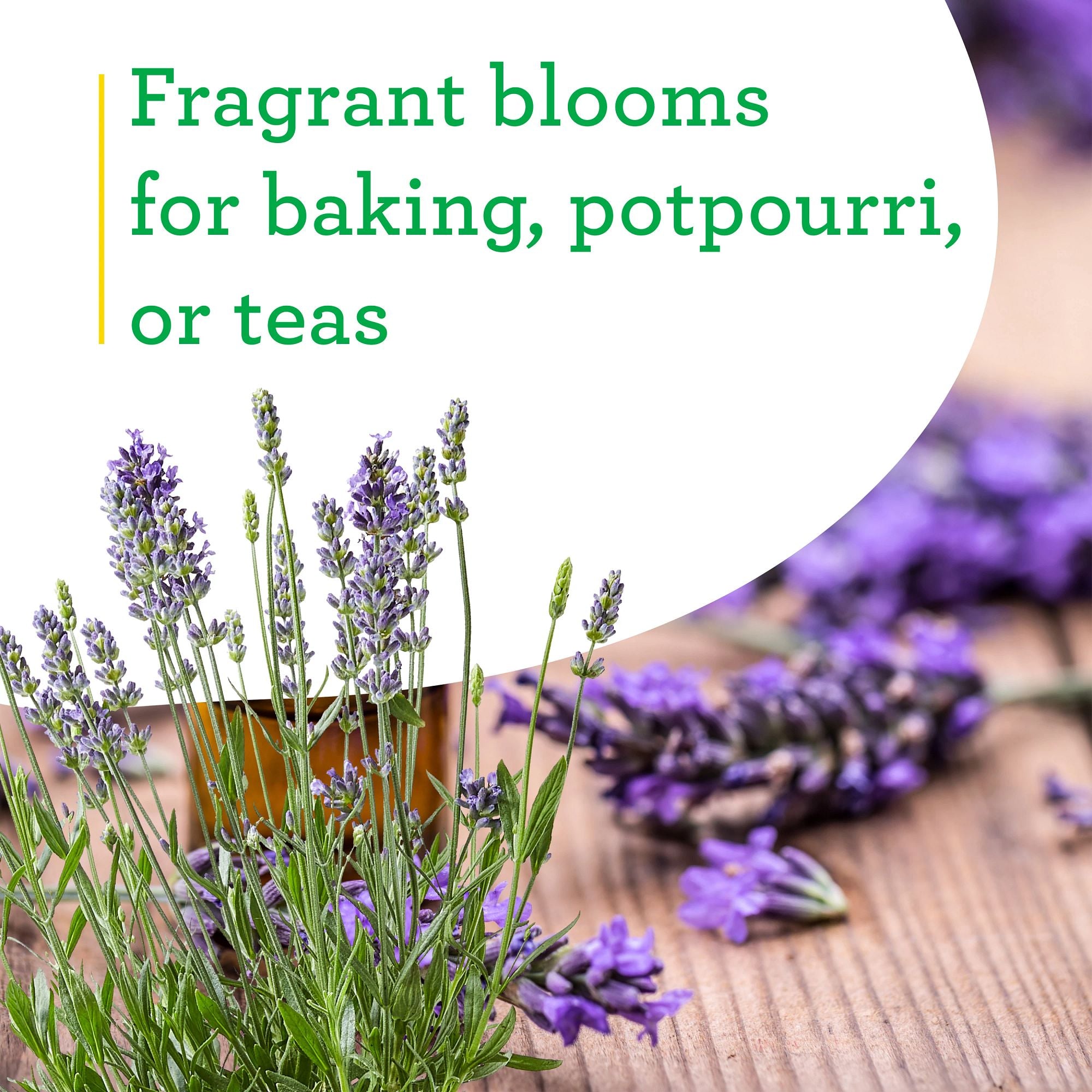 lavender uses medicinal plants Lavender